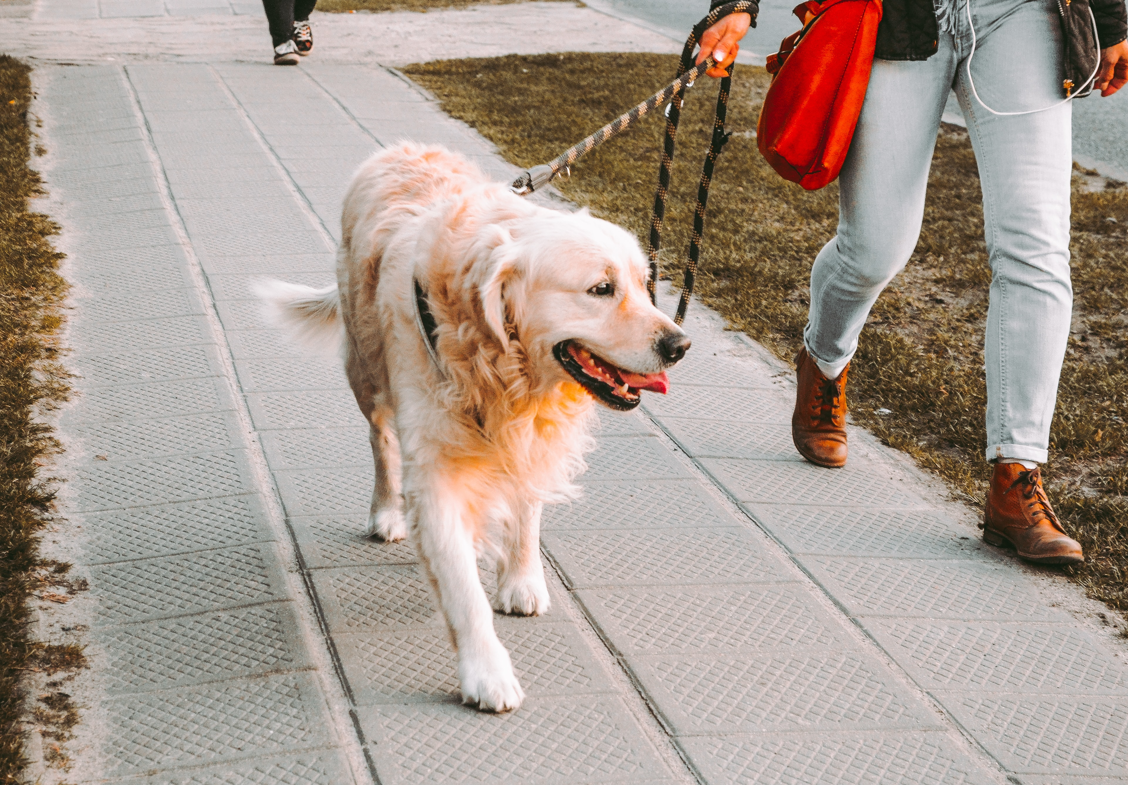 Les meilleurs sentiers à Québec pour vous promener avec votre chien