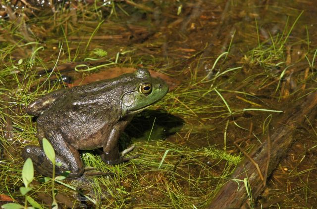 Faites la cour aux grenouilles