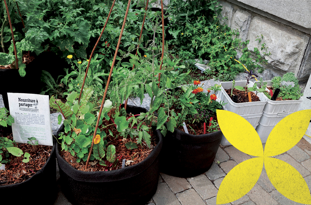 Distribution gratuite de plantes