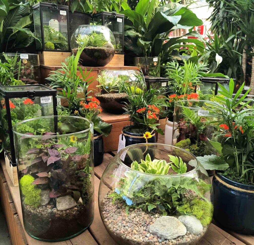 Boutiques de plantes : Jardin Hamel
