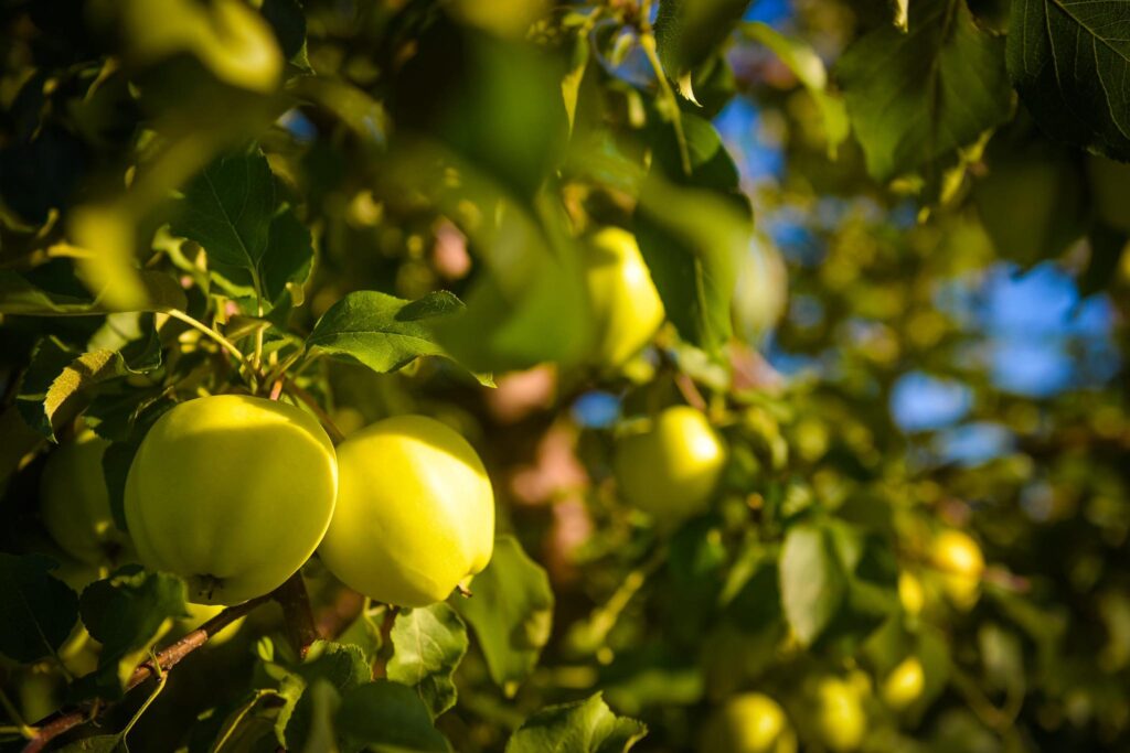 Ferme Guillaume Létouneau