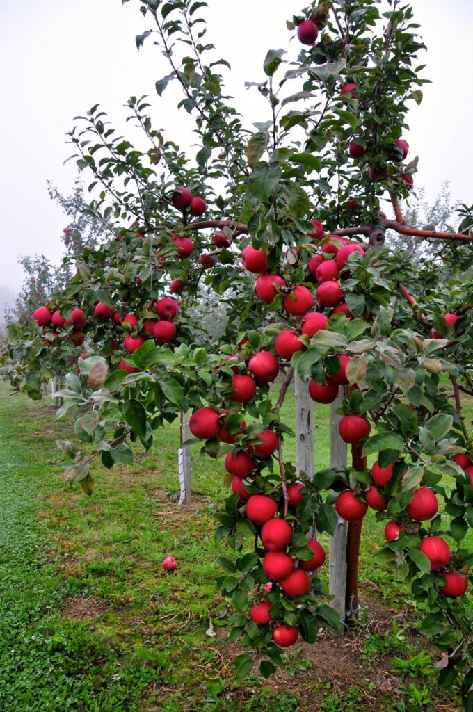 Verger de la Falaise