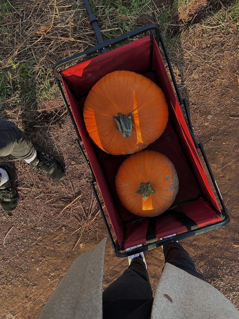 cueillette de citrouille la ferme à frédérique