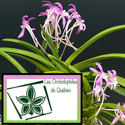 Le Neofinetia falcata par madame Sylvie Croteau