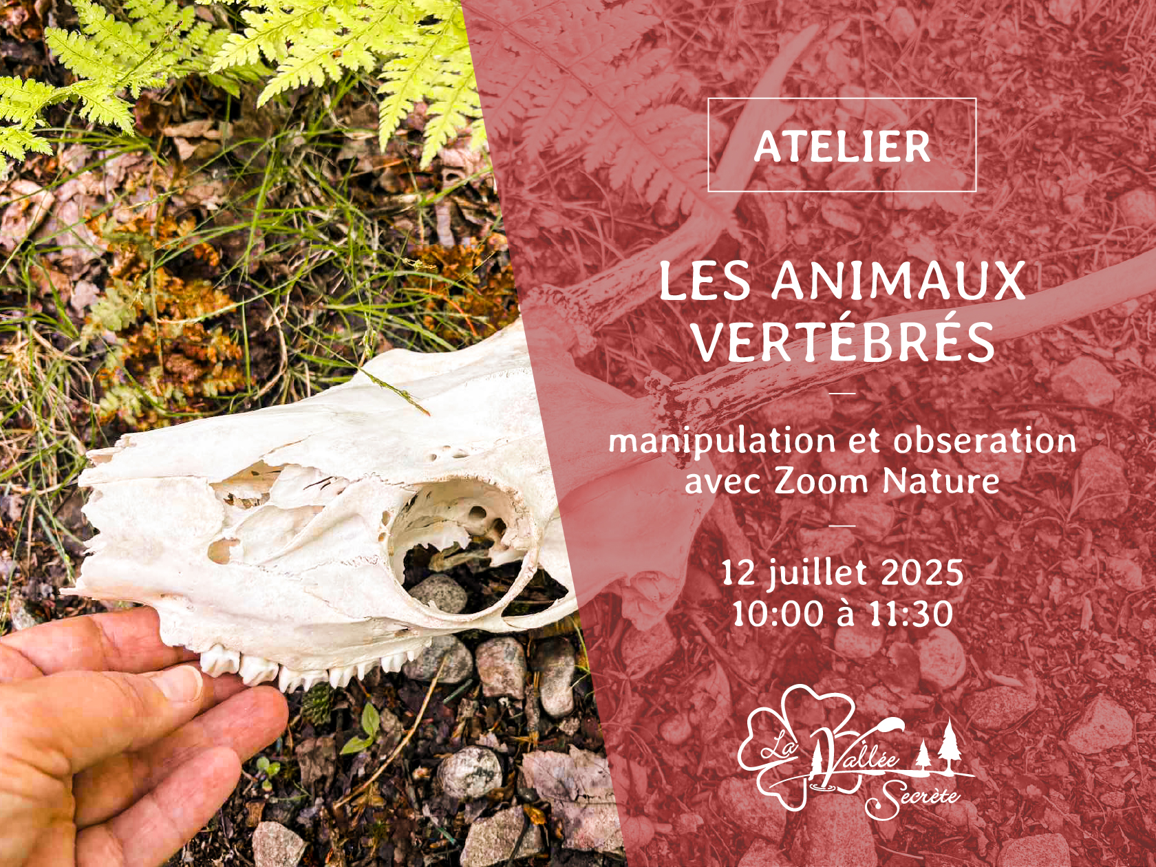Atelier: les animaux vertébrés