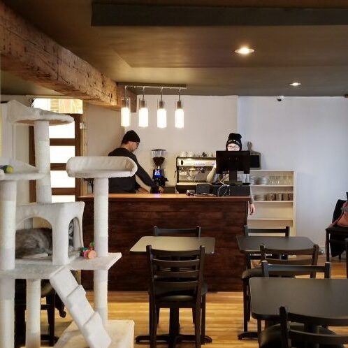 Café Félins Chats-Nous