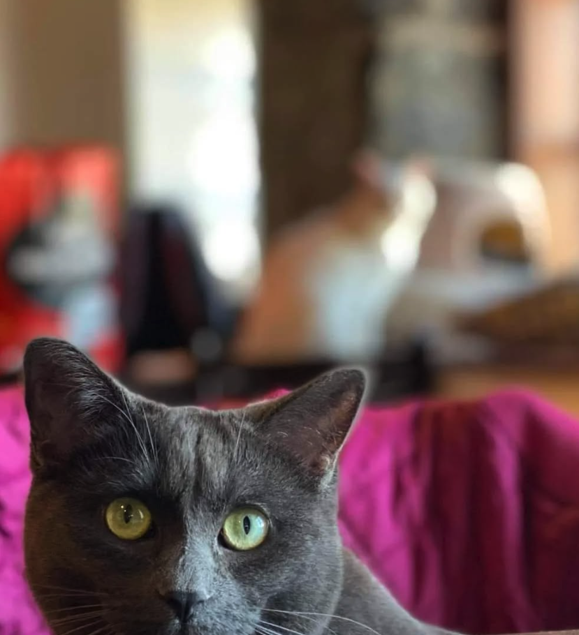 café félin chats nous