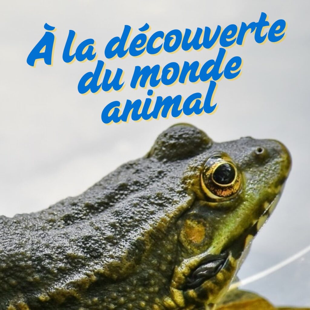 Activité spéciale – À la découverte du monde animal !