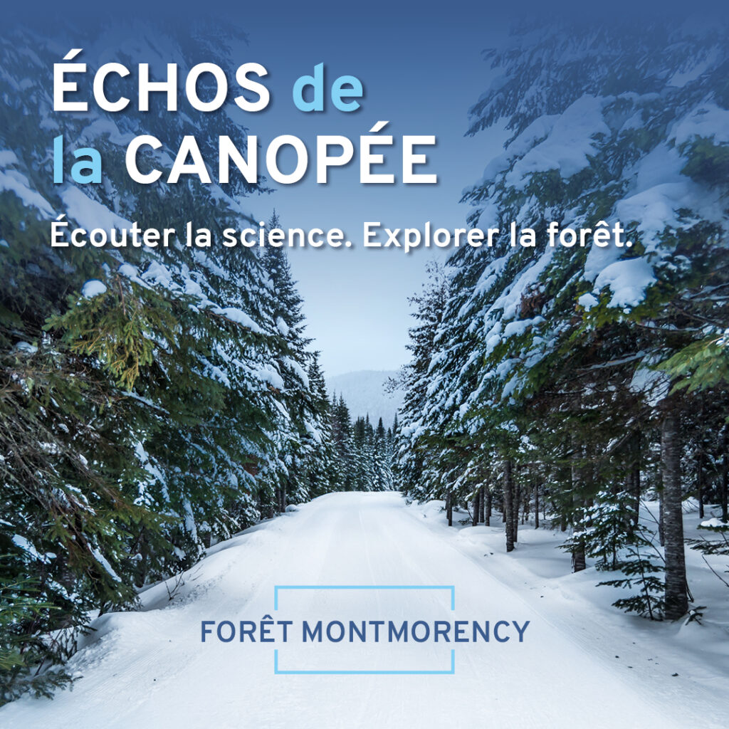 Sur les pistes de la faune à la Forêt Montmorency